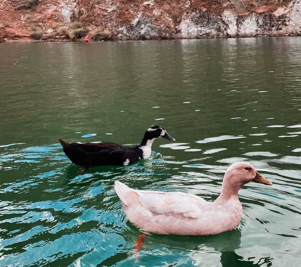 Ducks  in Khor Fakkan