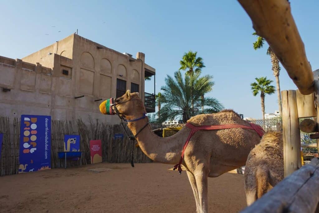 Camel in Dubai