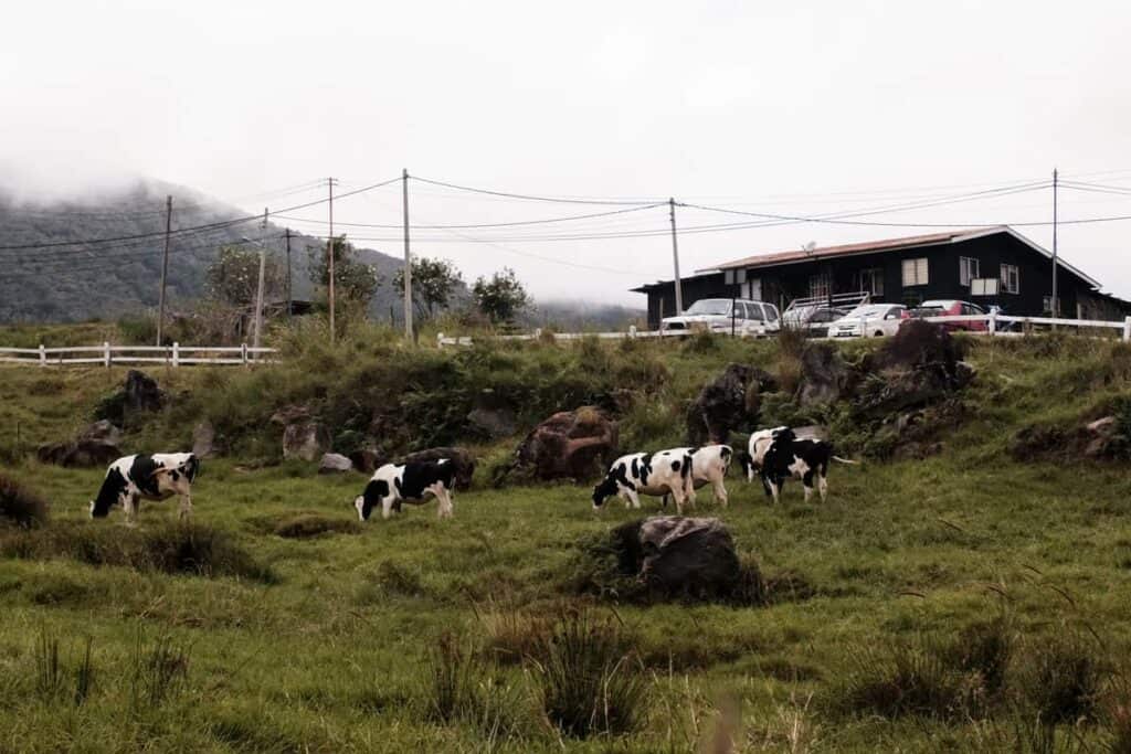 Desa Dairy Farm