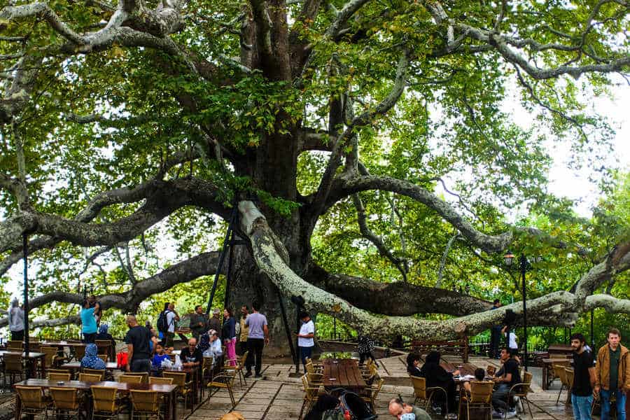 Inkaya Tree Bursa Solo Day trip