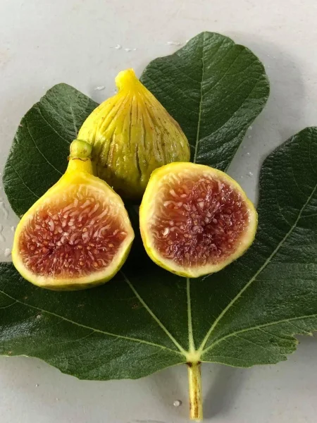 Source for figs!