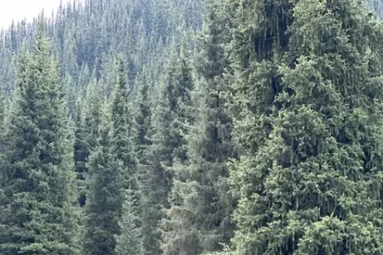 Have any of our sisters here visited Kyrgyzstan?