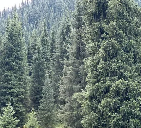 Have any of our sisters here visited Kyrgyzstan?