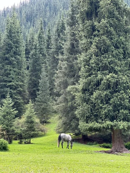 Have any of our sisters here visited Kyrgyzstan?